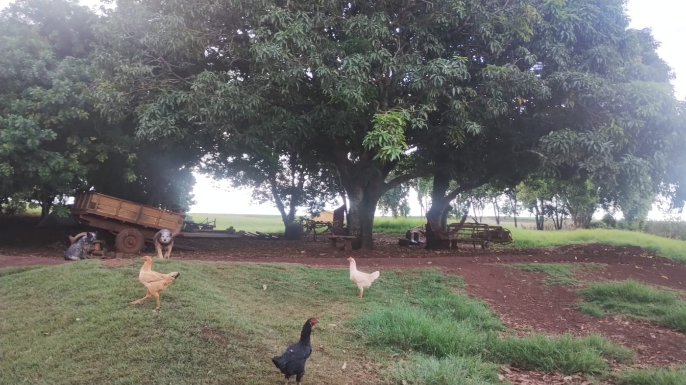 Sítio, 5 hectares - Foto 14