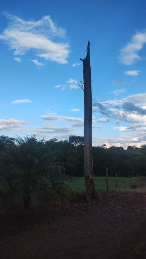 Sítio, 5 hectares - Foto 19