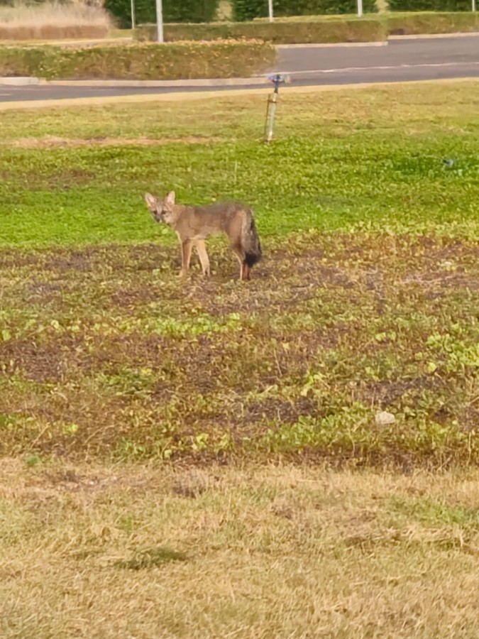 Terreno, 894 m² - Foto 28