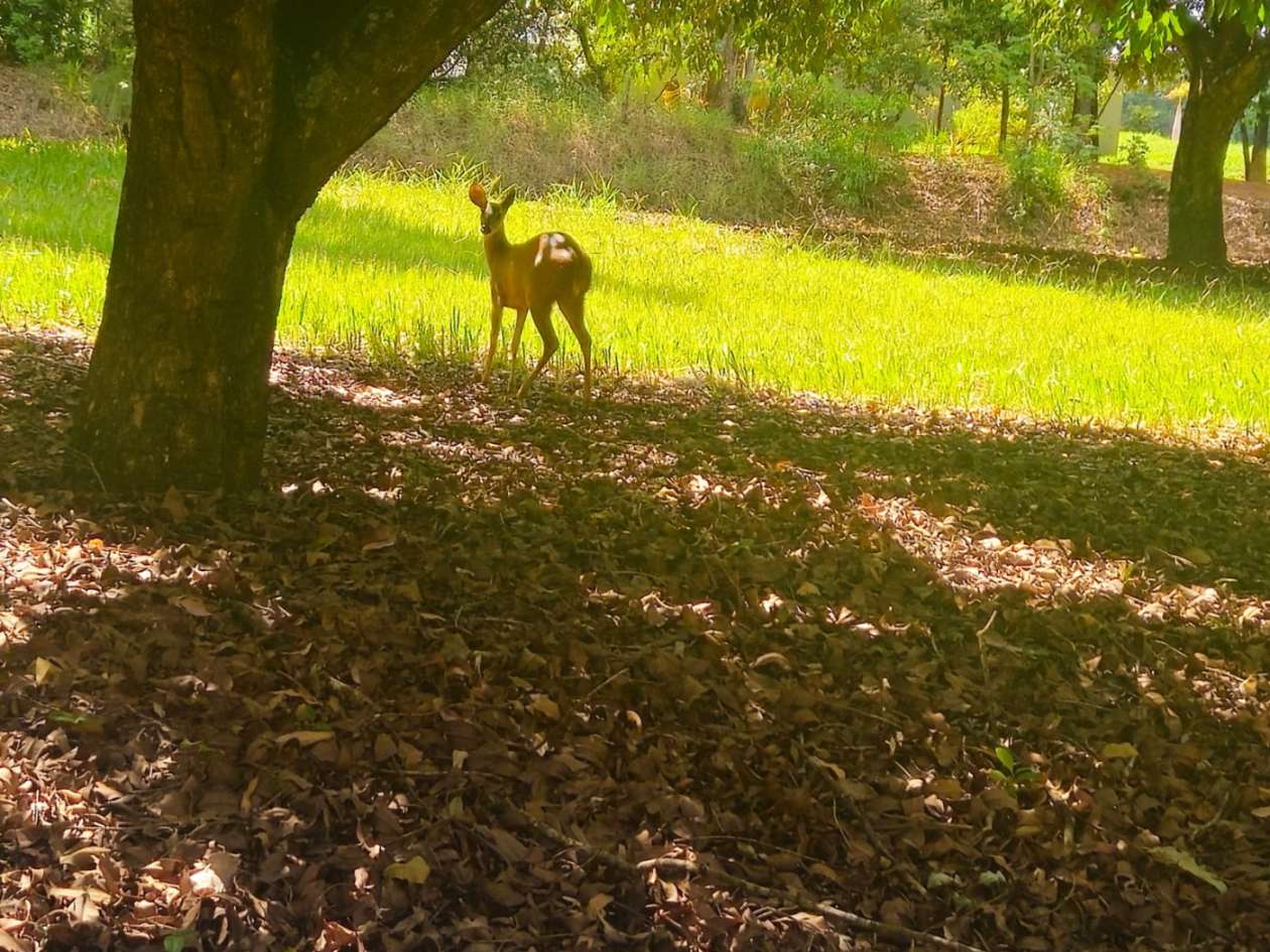 Terreno, 570 m² - Foto 37