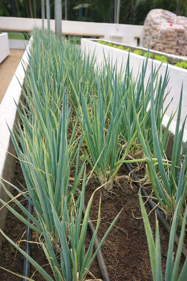 Terreno, 450 m² - Foto 38