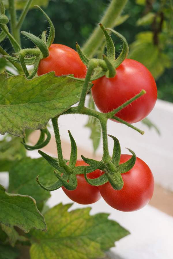 Terreno, 450 m² - Foto 41