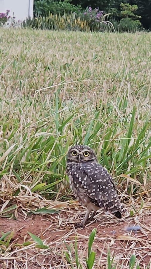 Terreno, 450 m² - Foto 34