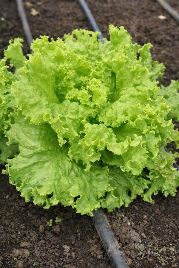 Terreno, 450 m² - Foto 38