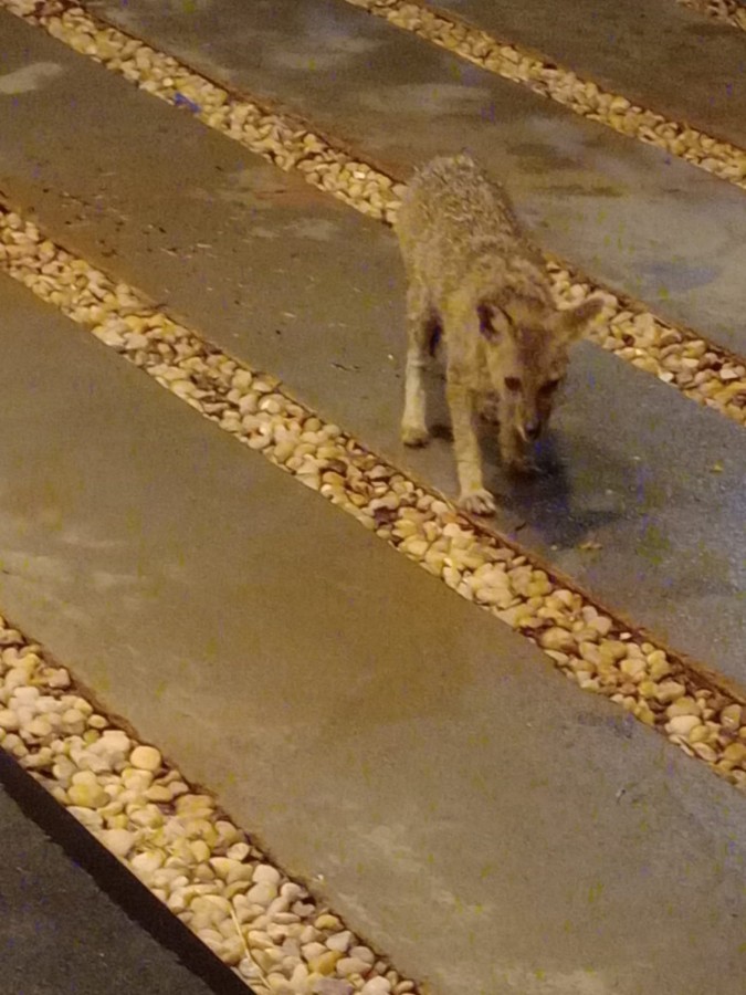 Terreno, 533 m² - Foto 36